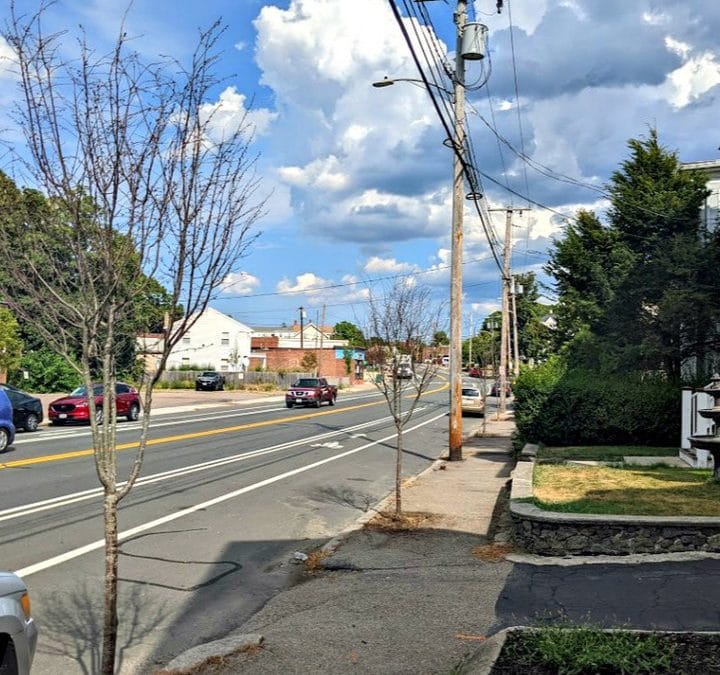 City of Quincy Trees Dying In Droves From The Drought