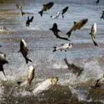Quincy Quarry News Weekly Fish Wrap: The Fish Wrap is back on schedule in advance of the MBTA's Orange going off of the tracks on Friday #mbta #charliebaker #mayorkoch 299991441_829354835142385_6884539130374081735_n