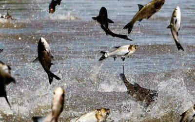 Quincy Quarry News Weekly Fish Wrap: The Fish Wrap is back on schedule in advance of the MBTA’s Orange going off of the tracks on Friday #mbta #charliebaker #mayorkoch