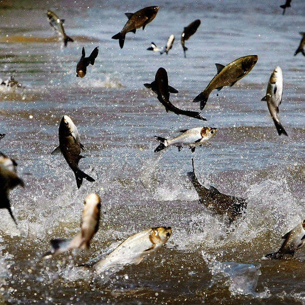 Quincy Quarry News Weekly Fish Wrap: The Fish Wrap is back on schedule in advance of the MBTA’s Orange going off of the tracks on Friday #mbta #charliebaker #mayorkoch