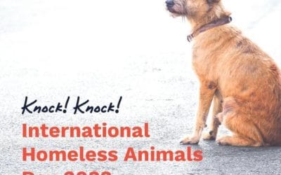 International Homeless Animals Day is Today!