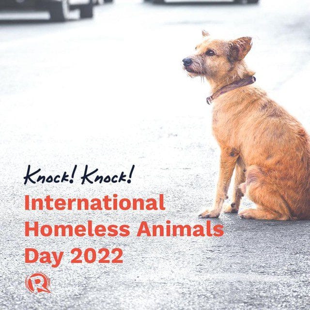 International Homeless Animals Day is Today!