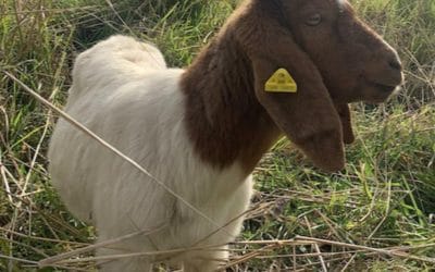 Goats helping to save threatened colony of skinks #krattbrothers