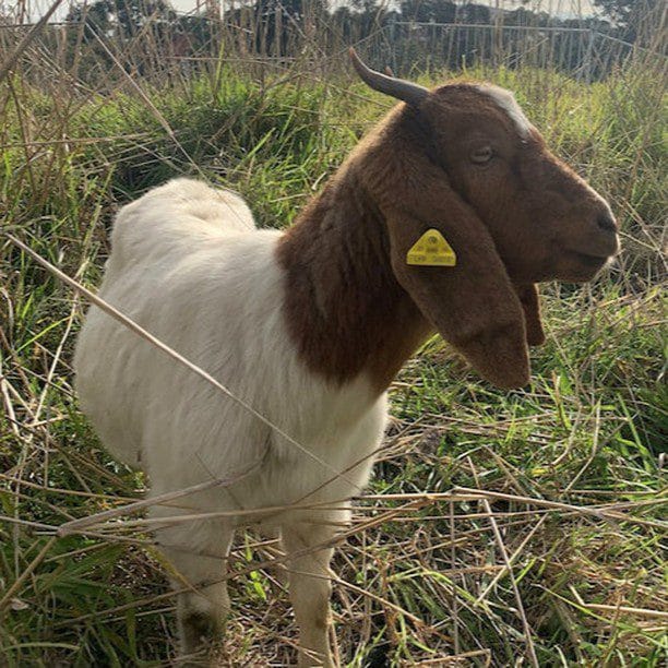 Goats helping to save threatened colony of skinks #krattbrothers