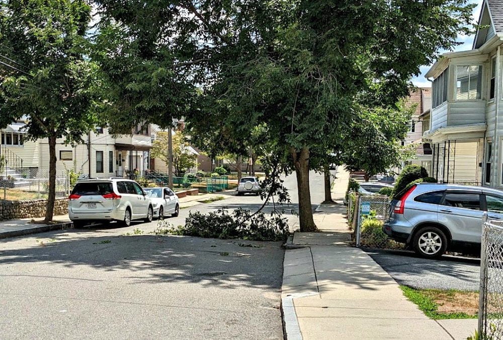 City of Quincy Tree limb down and now blocking traffic