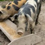 Quincy Quarry Investigates Part 2: Mayor Thomas Koch’s proposed massive budget increase for Fiscal Year 2024 pigs-at-trough-melissa-k-norris-image