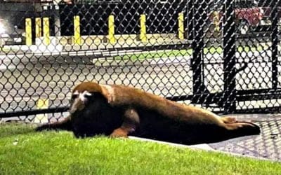 Seal slips out of Beverly pond and surrenders to police #boston25
