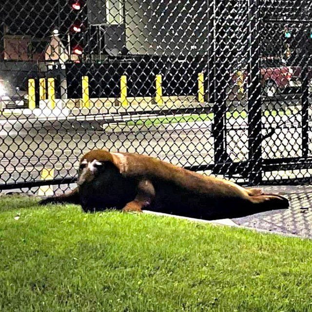 Seal slips out of Beverly pond and surrenders to police #boston25