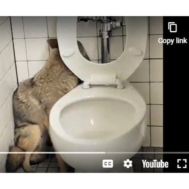 Coyote found hiding in middle school bathroom in California