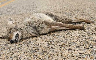 Fighting among city employees well before closing time so as to avoid ending up with Coyote Ugly #quincypolice #quincyfiredepartment #cityofquincydpw #cityofquincyanimalcontrol