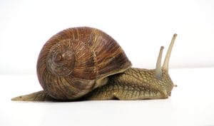 snail-wikipedia | Quincy News About Quincy Massachusetts