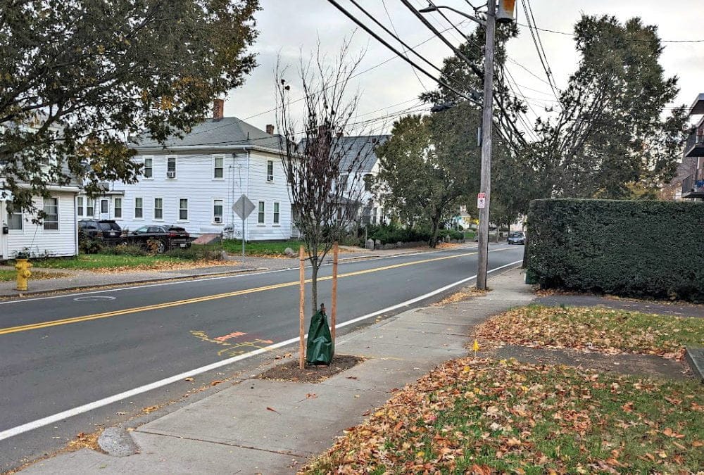 City of Quincy planting dead trees? #mayorkoch #departmentofnaturalresources