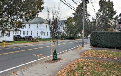 City of Quincy planting dead trees? #mayorkoch #departmentofnaturalresources