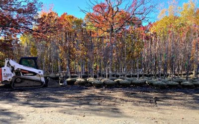 City of Quincy killing trees continues? #mayorkoch #quincy