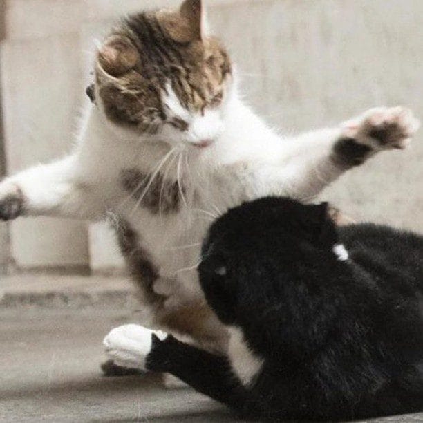 Quincy’s latest Road Rage stabbing a cat fight?