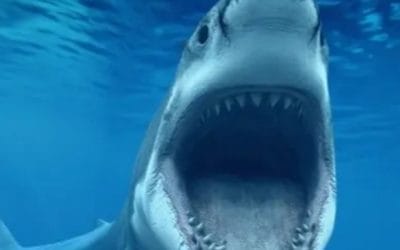 Quincy Quarry News Weekly Fish Wrap: Exposés also happen! #cityofquincy #mayorkoch