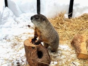 Ms g groundhog ma audobon society | Quincy News About Quincy Massachusetts | Quincy Ma | quincy news