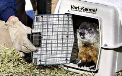 Massachusetts’ Official Groundhog Ms. G Goes Against Punxsawtaney Phil With Her Call For An Early Spring