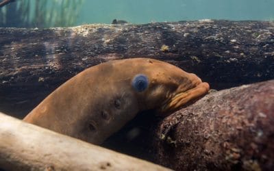 Quincy Quarry News Weekly Fish Wrap: The State of the Q Suc*s! … #mayorkoch