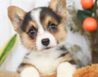 National Puppy Day is Today!