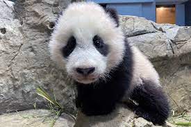 National Panda Day is Today!