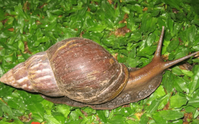 MBTA Subway Lines Reduced to Crawl over new Safety Concerns