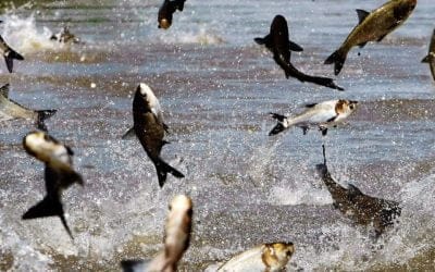 Quincy Quarry News Weekly Fish Wrap: Carpet bombing exposés!