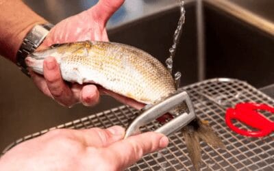 Quincy Quarry News Weekly Fish Wrap: Spring Cleaning happens …