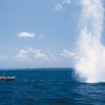 dynamite-fishing-national-geographic | Quincy News About Quincy Massachusetts