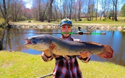 Quarry News Weekly Fish Wrap: A Dog Day in advance of the Dog Days of Summer