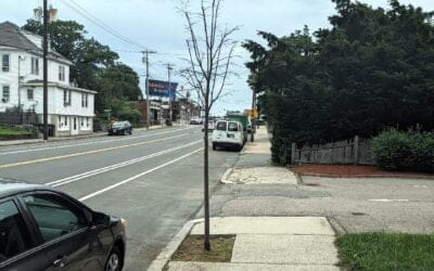 City of Quincy tree plantings along Washington Street continue to die