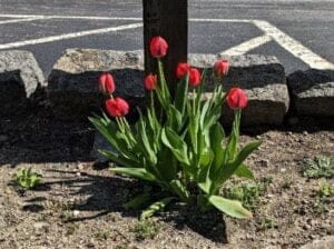 tulip-2023-generic | Quincy News About Quincy Massachusetts