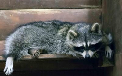 Thirsty Raccoons Are Breaking Into Homes in Germany and Stealing Beer