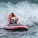 surfing-dog-2023-championship | Quincy News About Quincy Massachusetts