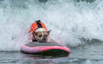 World Dog Surfing Championship!