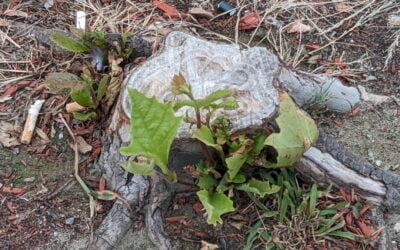 Washington Street Chainsaw Massacre Victims hanging on by a leaf
