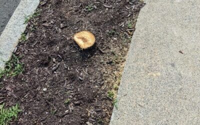 Washington Street Chainsaw Massacre of Healthy Trees Adds to Drought-caused Losses of Innocent young trees
