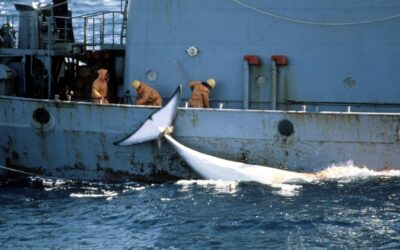 Quincy Quarry News Weekly Fish Wrap: Same old same old, different week …