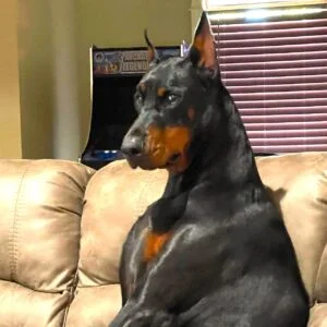 doberman-via-pageant-dog-2 | Quincy News About Quincy Massachusetts | Quincy MA | Quincy News