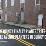 City of Quincy Finally Plants Trees in Saville Avenue Planters in Quincy Center saville-trees-large-quincyquarrycom