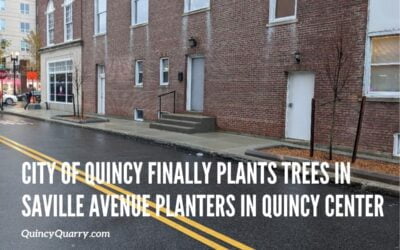City of Quincy Finally Plants Trees in Saville Avenue Planters in Quincy Center