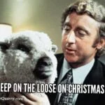 Sheep On The Loose On Christmas Eve! sheep-on-the-loosequincyquarrycom