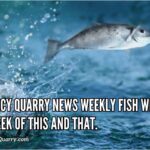 fish wrap-a-week-of-this-and-that-largequincyquarrycom