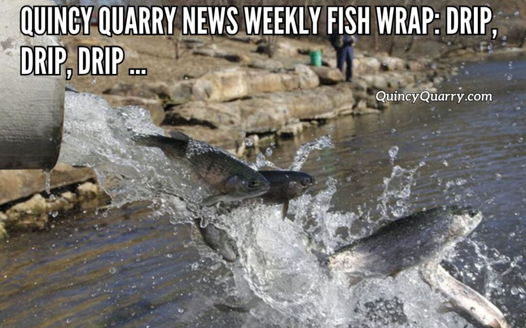 Quincy Quarry News Weekly Fish Wrap: Drip, Drip, Drip …