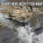 Quincy Quarry News Weekly Fish Wrap: Drip, Drip, Drip ... fish-wrap-drip-drip-drip-largequincyquarrycom