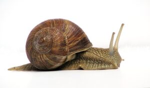 snail-wikipedia | Quincy News About Quincy Massachusetts