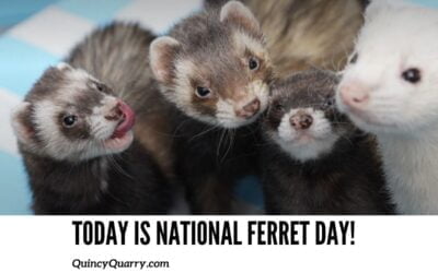 Today Is National Ferret Day!