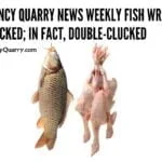 Quincy Quarry News Weekly Fish Wrap: Clucked; in fact, double-clucked! fish-wrap-clucked-double-largecluckedquincyquarrycom