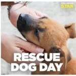 rescue-dog-day-large