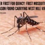 Another First for Quincy: The First Mosquitoes Of The Season Found Carrying West Nile Virus Found In Quincy another-first-for-quincy-first-mosquitoes-of the-season -carrying-west -nilequincyquarrycom